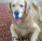 Tucker 